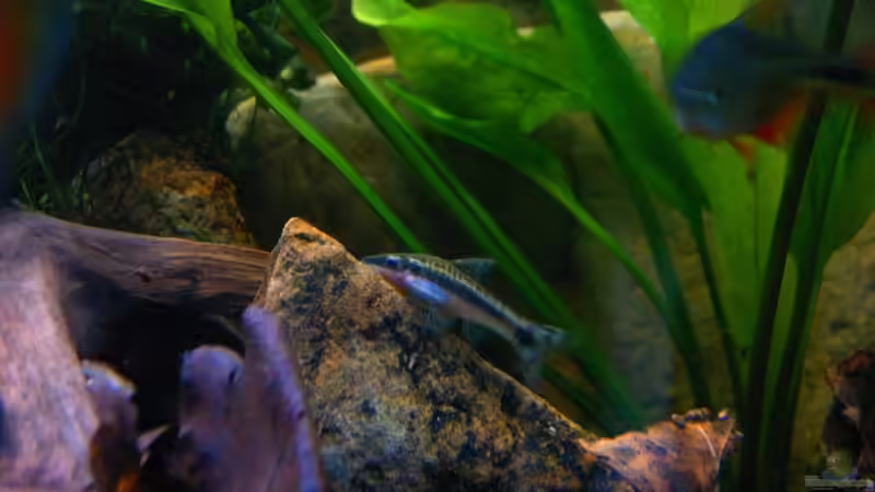 Ohrgitterharnischwels von Lee Kienle (20)