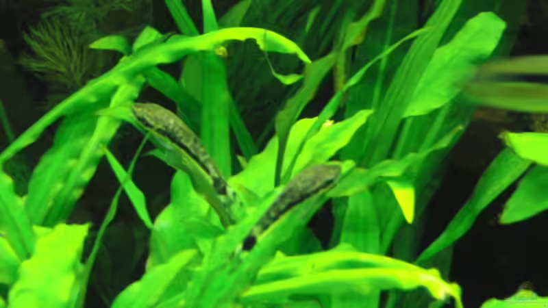 Ohrgitterharnischwels von Microsash (22)