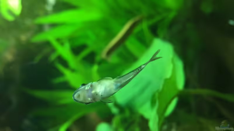 Ohrgitterharnischwels von moehriam (41)