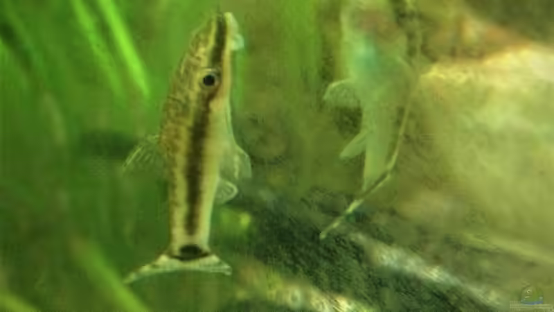 Ohrgitterharnischwels von parrots-of-fire.de (18)