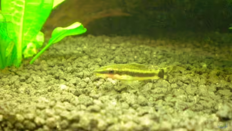 Ohrgitterharnischwels von ptobias (10)