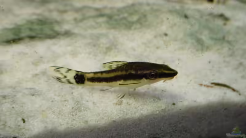 Ohrgitterharnischwels von Sabine Stark (27)