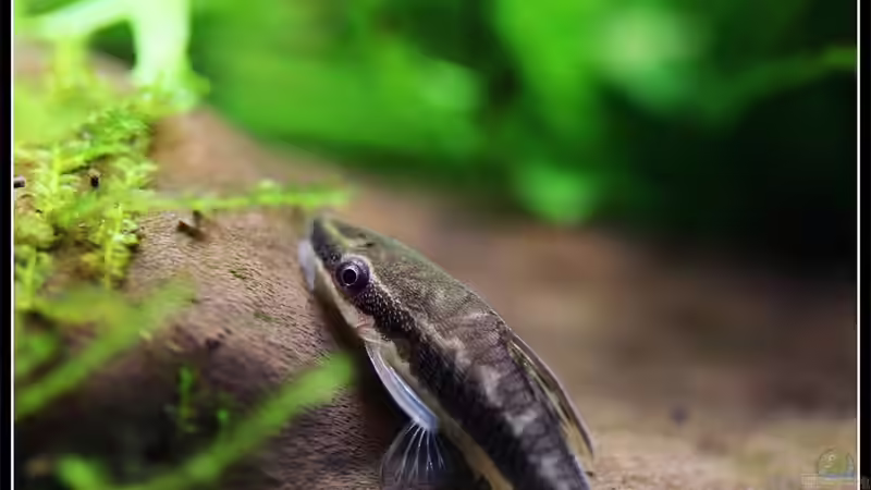 Ohrgitterharnischwels von Tamura (15)