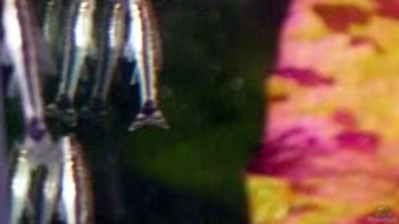 Ohrgitterharnischwels von The_Lizardking (22)