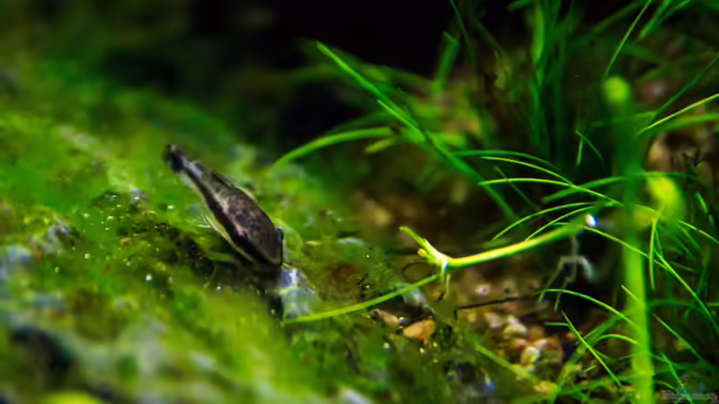 Ohrgitterharnischwels von TommyR (32)