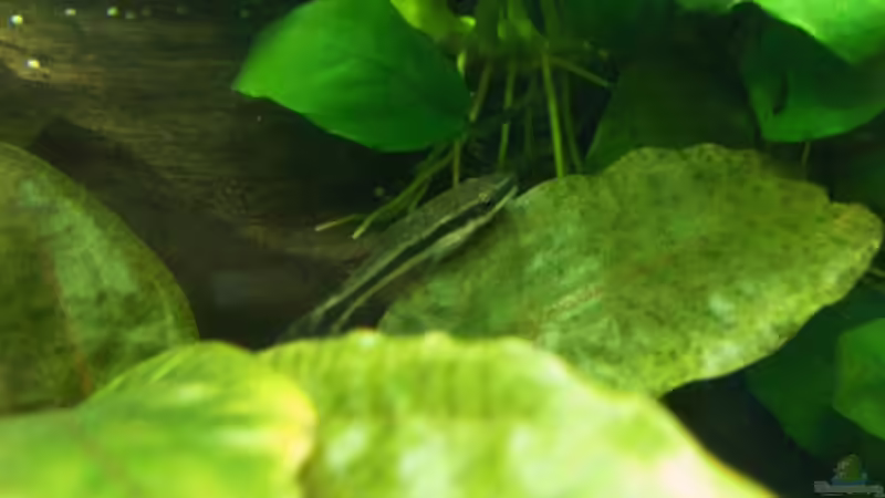 Ohrgitterharnischwels von Zebraschneggla (54)