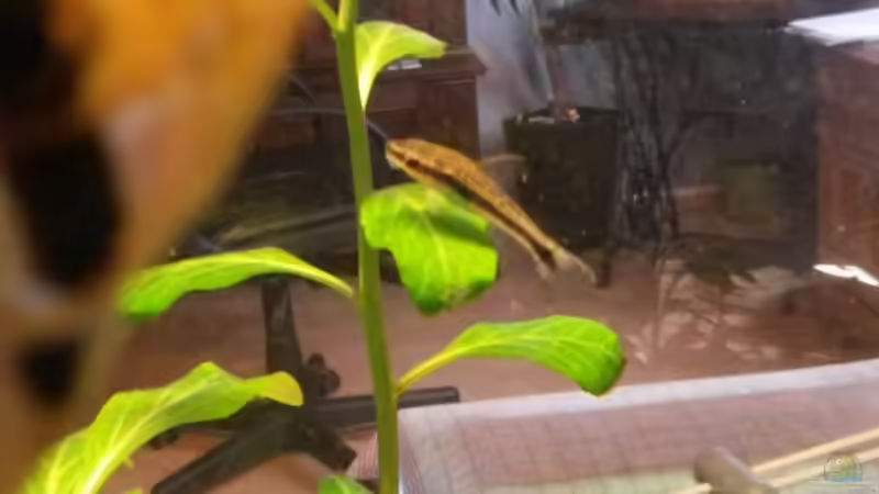 ohrgitterharnischwelse  (otos )  von Ceylon (80)