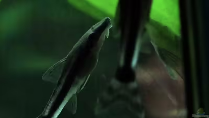 Ohrgitterharnischwelse  von Kristin89 (8)