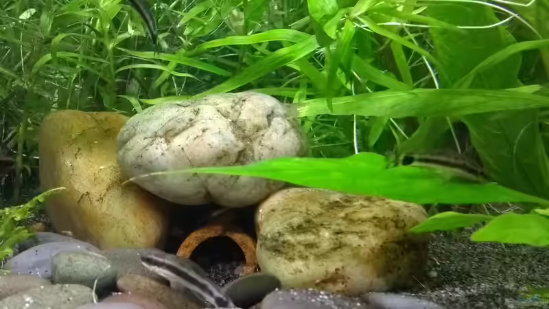 Ohrgitterharnischwelse (Otocinclus affinis) von Stephy (22)