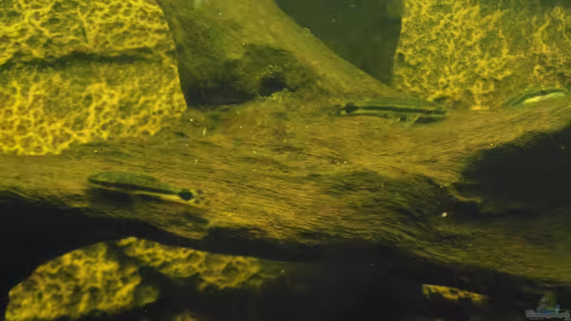 Aquarien mit Otocinclus hoppei (Ohrgitter-Harnischwels)