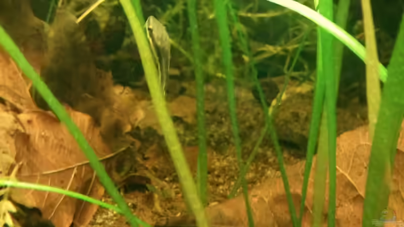 Ohrgitterharnischwelse von wid (20)