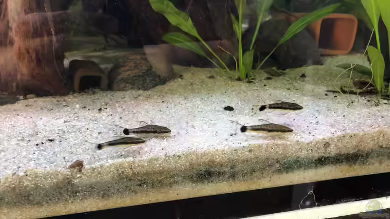 Ohrgitterharnschwelse von stroelly (51)