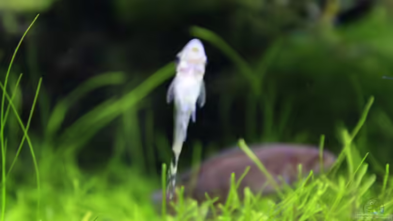 Ohrgitterwels - Otozynklus von OrangeBuschfisch (31)