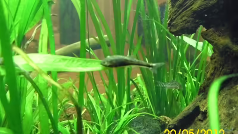 Aquarien mit Otocinclus macrospilus (Ohrgitterwels)