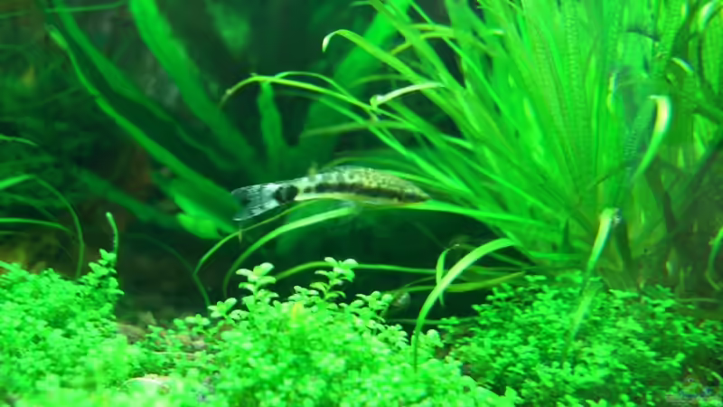 Aquarien mit Otocinclus macrospilus (Ohrgitterwels)