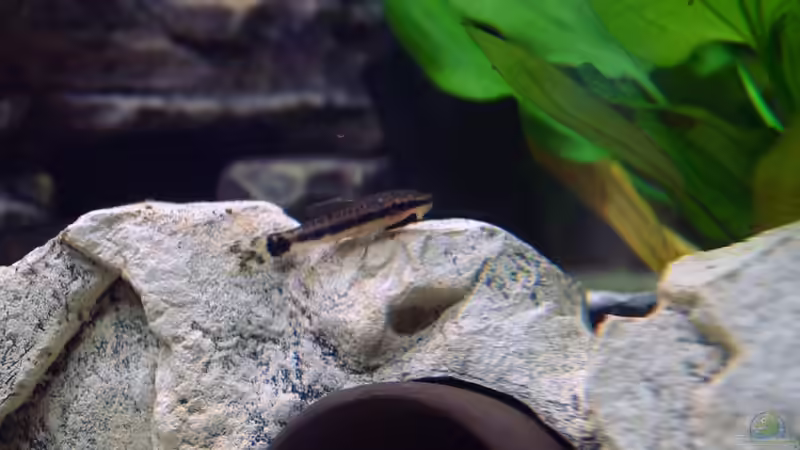 Aquarien mit Otocinclus macrospilus (Ohrgitterwels)