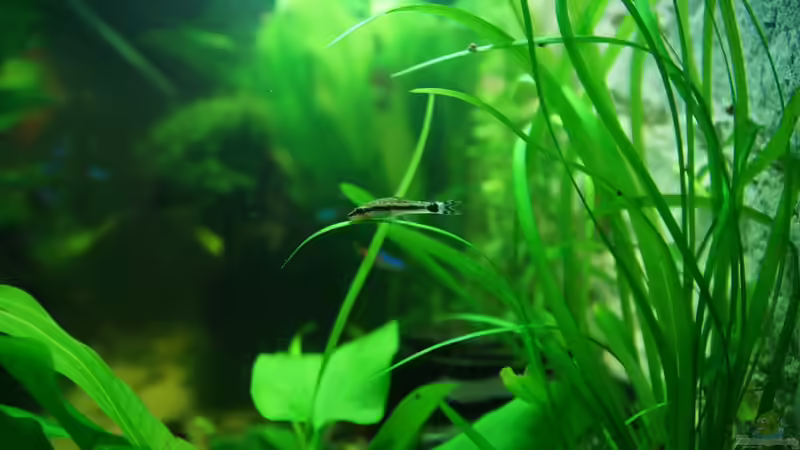 Aquarien mit Otocinclus macrospilus (Ohrgitterwels)