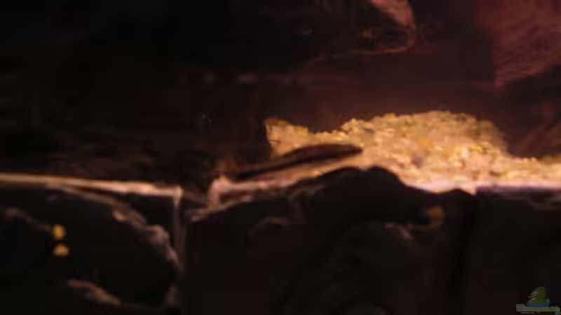 Ohrnischharnsich Wels  von Jan Meents (12)