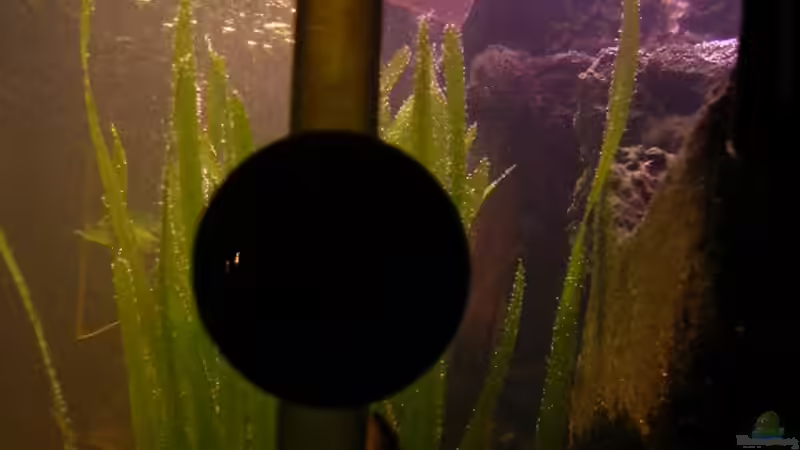 Ohrnischharnsich Wels  von Jan Meents (13)