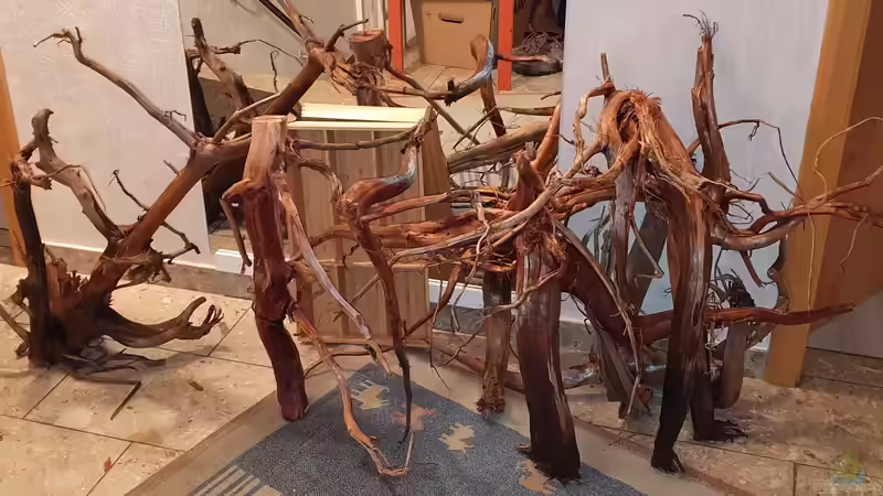 Okt 20 - Moorkienwurzeln von Patrick Eggelmann (Aquarium Wurzel Paradies) von ravaka (20)