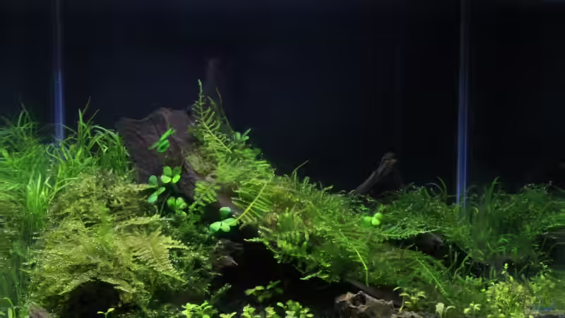 Oktober 2008 von Michael Schwendinger (2)