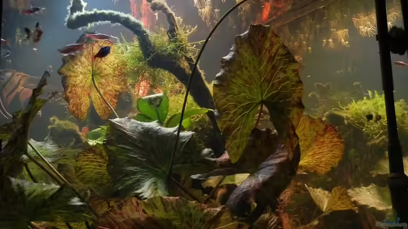 Oktober 2011 von Life (8)