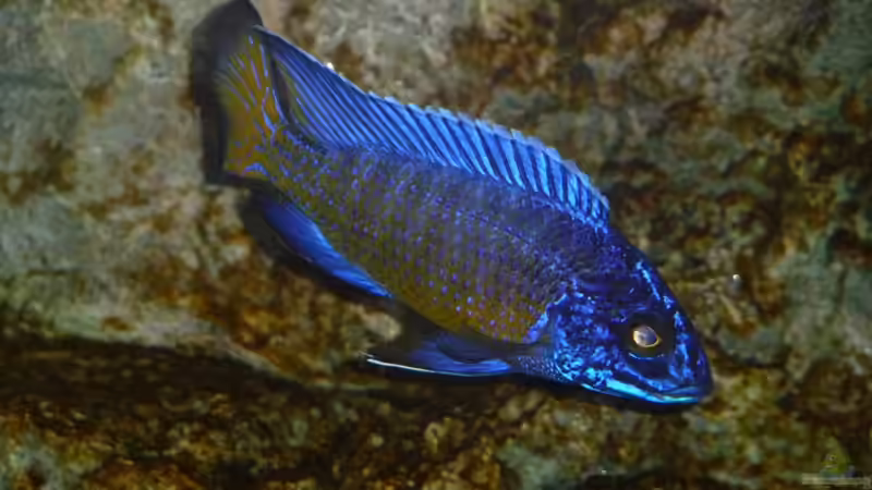 Oktober 2014 von DER YBBSTALER (85)