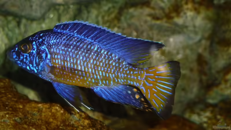 Oktober 2014 von DER YBBSTALER (86)