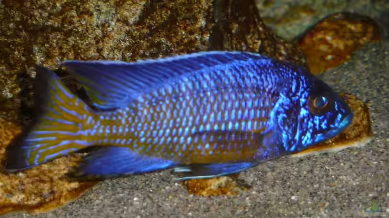 Oktober 2014 von DER YBBSTALER (87)