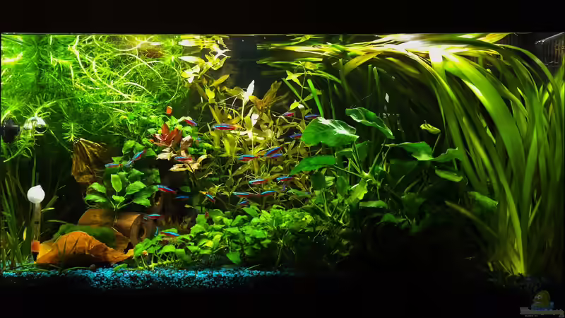 Oktober 2015 nach dem Kürzen der Stängelpflanzen von Yasmine (9)