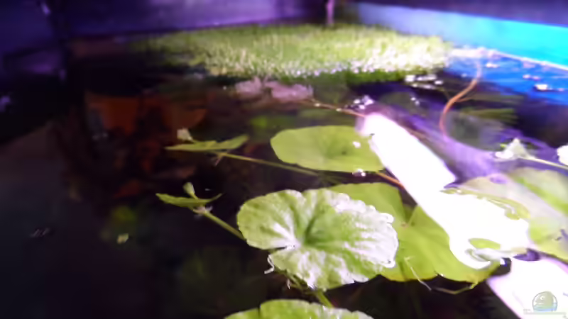 Oktober2013-Becken von oben,ind.Wasserfarn und Teichlebermoos von S04Peter (14)