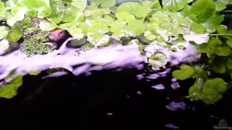 Oktober2013-Becken von oben von S04Peter (13)