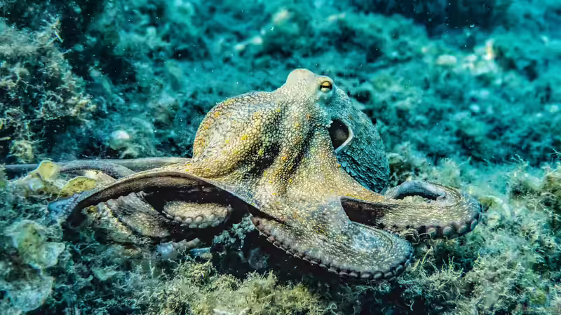 Oktopus: Deshalb gilt er als besonders intelligent