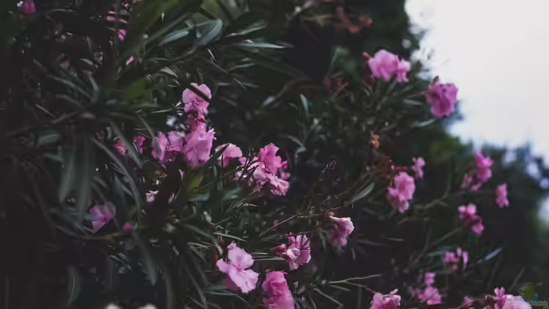 Oleander richtig überwintern - Tipps und Strategien für gesunde Pflanzen
