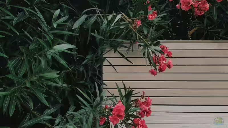 Oleander richtig überwintern - Tipps und Strategien für gesunde Pflanzen