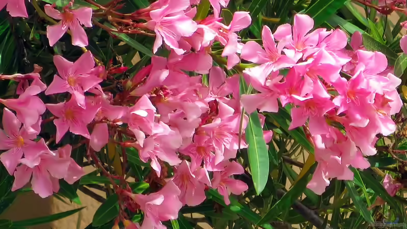 Oleander richtig überwintern - Tipps und Strategien für gesunde Pflanzen