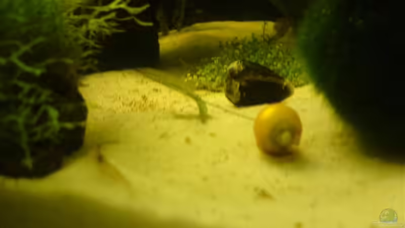 Olivne Muschel mit der AS Garry von Oli (20)