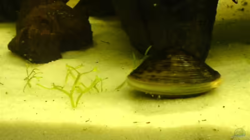 OlivneMuschel von Oli (19)