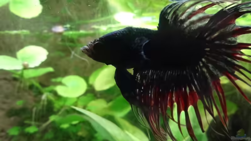 Oogie <3 von Große-Blubbel-Kleine-Blubbel (1)