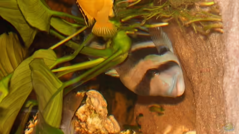 Oooops stehe auf dem Kopf ^^ von mr.boomBASCHTIc (9)