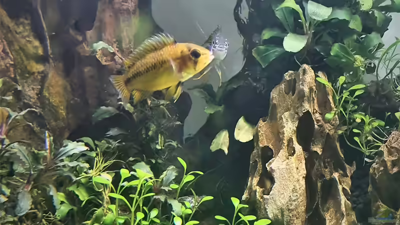 Opal Apistogramma - Apistogramma borelli M/F von piet (28)