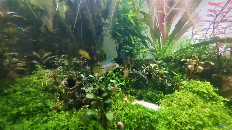 Opal Apistogramma - Apistogramma borelli M/F von piet (30)