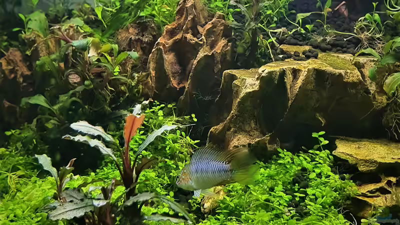 Opal Apistogramma - Apistogramma borelli von piet (27)