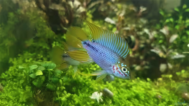Opal Apistogramma - Apistogramma borelli von piet (29)