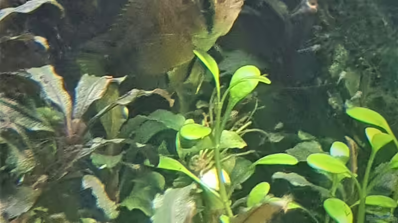 Opal Apistogramma / Weibchen mit Jungen /Genau hinsehen ;-)) von piet (33)