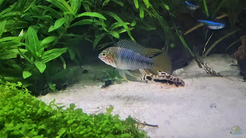 Opal Apistogramma- borelli / Schachbrett-Zwergpanzerwels, Corydoras habrosus von piet (32)