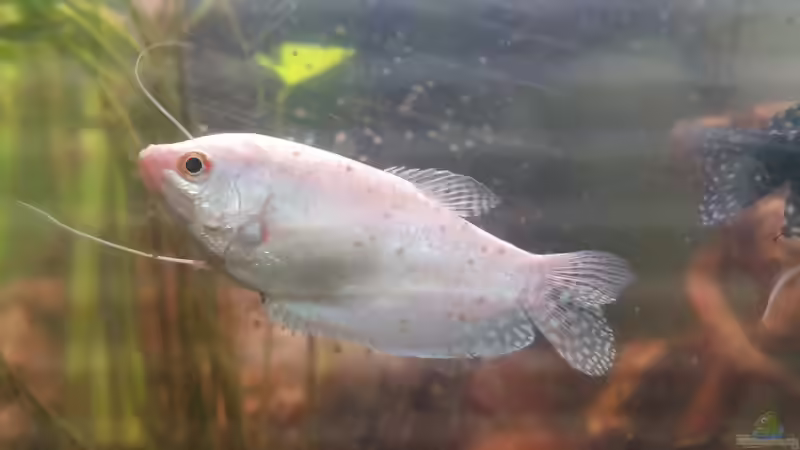 Opalfadenfisch m von Zazathustra (5)