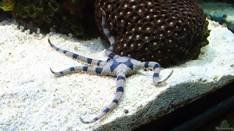 Ophiolepis superba von Petra Kallmeyer (28)