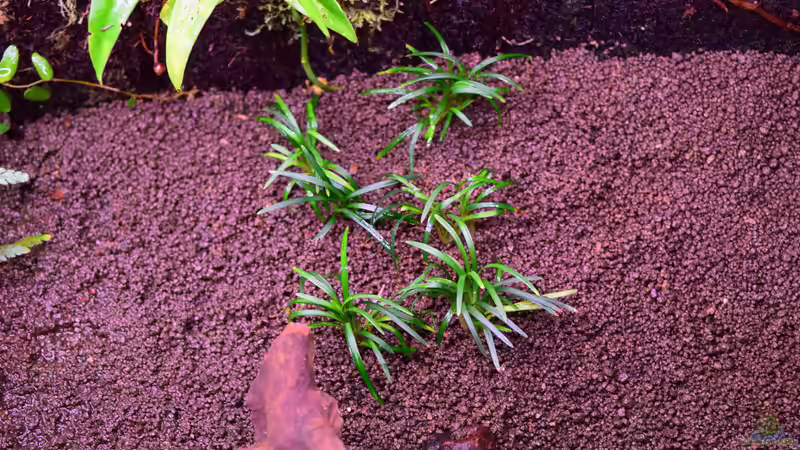 Ophiopogon japonicus von Junglist (11)