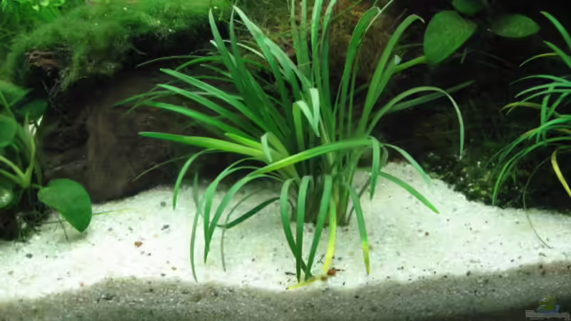 Ophiopogon Kyoto von Gerd Zimmermann (8)